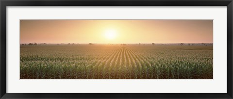 Framed View Of The Corn Field During Sunrise, Sacramento County, California, USA Print