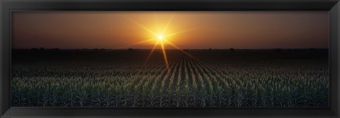 Framed Sunrise, Crops, Farm, Sacramento, California, USA Print