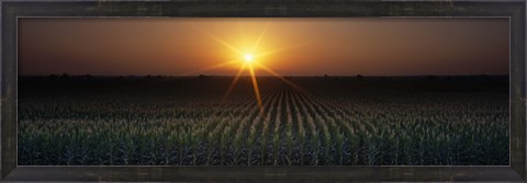 Framed Sunrise, Crops, Farm, Sacramento, California, USA Print