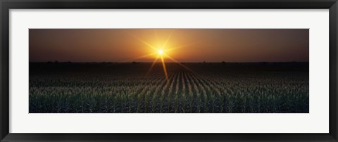 Framed Sunrise, Crops, Farm, Sacramento, California, USA Print