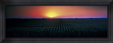 Framed Corn field at sunrise Sacramento Co CA USA Print