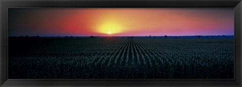 Framed Corn field at sunrise Sacramento Co CA USA Print