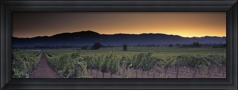 Framed Vineyards on a landscape, Napa Valley, California, USA Print
