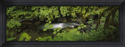 Framed High angle view of a lake in the forest, Willaby Creek, Olympic National Forest, Washington State, USA Print