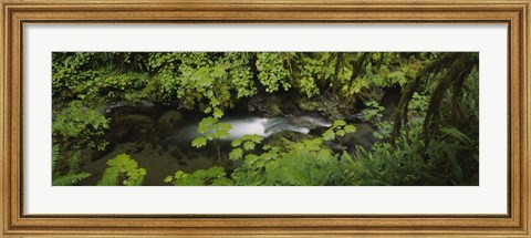 Framed High angle view of a lake in the forest, Willaby Creek, Olympic National Forest, Washington State, USA Print