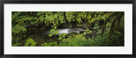 Framed High angle view of a lake in the forest, Willaby Creek, Olympic National Forest, Washington State, USA Print