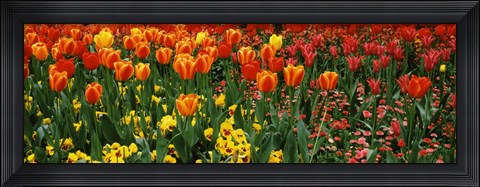 Framed Tulips in a field, St. James&#39;s Park, City Of Westminster, London, England Print