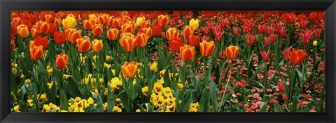 Framed Tulips in a field, St. James&#39;s Park, City Of Westminster, London, England Print