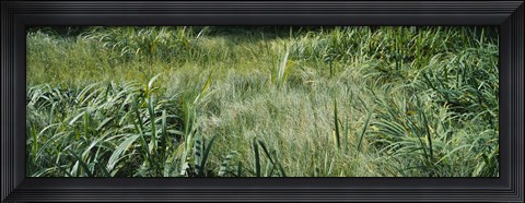 Framed Grass on a marshland, England Print