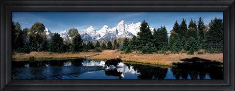 Framed Moose &amp; Beaver Pond Grand Teton National Park WY USA Print