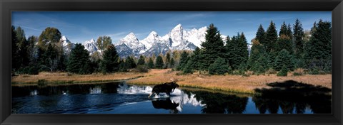 Framed Moose &amp; Beaver Pond Grand Teton National Park WY USA Print