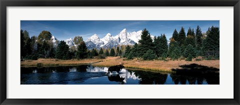 Framed Moose &amp; Beaver Pond Grand Teton National Park WY USA Print