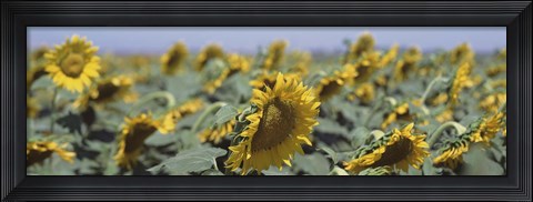 Framed USA, California, Central Valley, Field of sunflowers Print