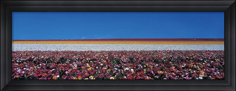 Framed Ranunculus Flowers, Carlsbad CA Print