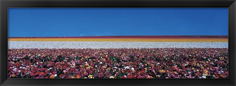 Framed Ranunculus Flowers, Carlsbad CA Print