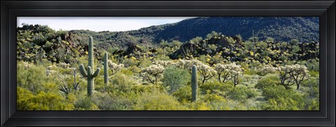 Framed Saguaro cactus (Carnegiea gigantea) in a field, Sonoran Desert, Arizona, USA Print