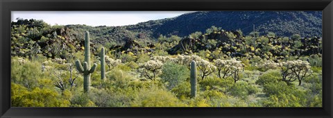 Framed Saguaro cactus (Carnegiea gigantea) in a field, Sonoran Desert, Arizona, USA Print