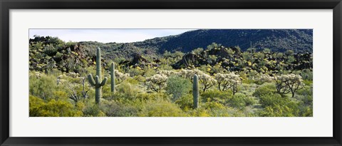 Framed Saguaro cactus (Carnegiea gigantea) in a field, Sonoran Desert, Arizona, USA Print