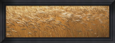 Framed Spring Wheat Print