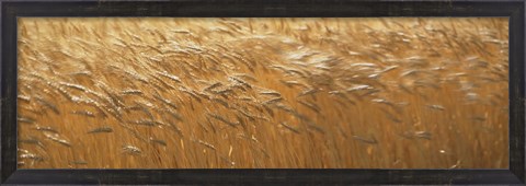 Framed Spring Wheat Print