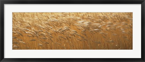 Framed Spring Wheat Print