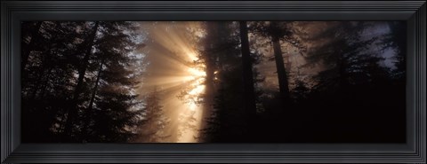 Framed God Rays, Redwoods National Park, CA Print