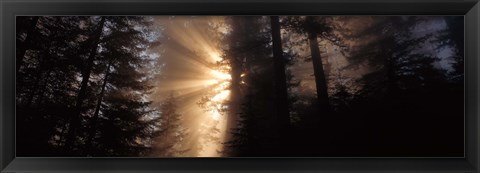 Framed God Rays, Redwoods National Park, CA Print