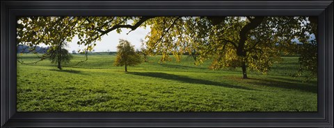 Framed Trees In A Field, Aargau, Switzerland Print