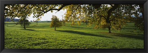 Framed Trees In A Field, Aargau, Switzerland Print