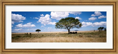 Framed Elephants, Kenya, Africa Print