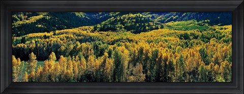 Framed Autumn Aspens, Colorado, USA Print