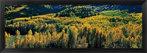Framed Autumn Aspens, Colorado, USA Print