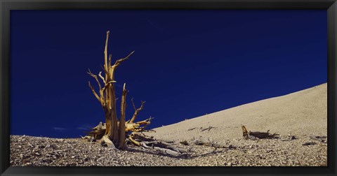 Framed Bare tree on a landscape, USA Print