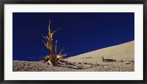 Framed Bare tree on a landscape, USA Print