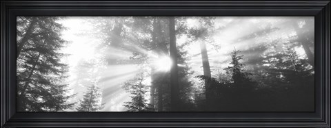 Framed Road, Redwoods Park, California, USA Print