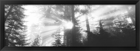 Framed Road, Redwoods Park, California, USA Print