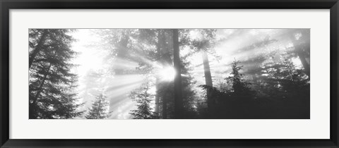 Framed Road, Redwoods Park, California, USA Print