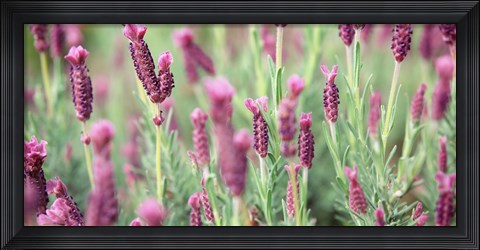 Framed High angle view of Italian Lavender Print