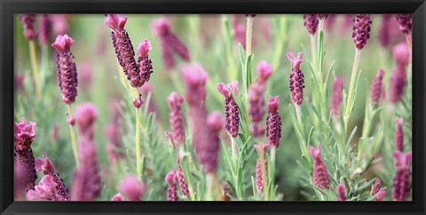 Framed High angle view of Italian Lavender Print