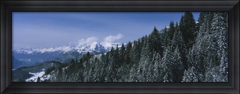 Framed Trees in a forest, Interlaken, Berne Canton, Switzerland Print