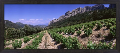 Framed France, Provence, Dentelles de Montmiral, Vineyard on the mountain Print