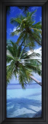 Framed Maldives Palm Trees Print