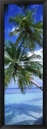 Framed Maldives Palm Trees Print