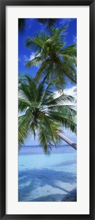 Framed Maldives Palm Trees Print