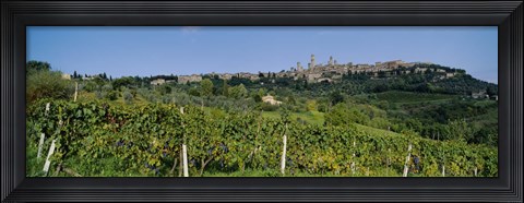Framed Low Angle View Of A Vineyard, San Gimignano, Tuscany, Italy Print