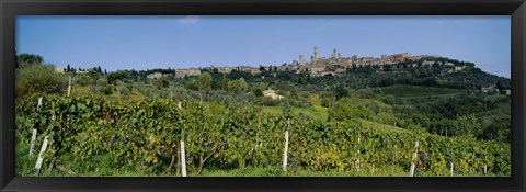 Framed Low Angle View Of A Vineyard, San Gimignano, Tuscany, Italy Print