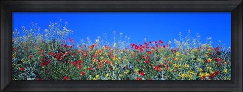 Framed Poppy field Tableland N Germany Print