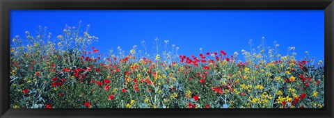 Framed Poppy field Tableland N Germany Print