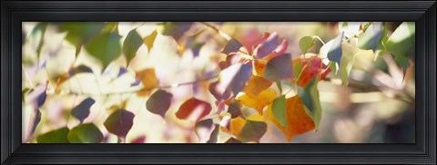 Framed Chinese Tallow Leaves Print