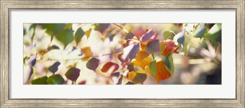 Framed Chinese Tallow Leaves Print